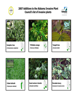 2007 Additions to the Alabama Invasive Plant Council's List Of