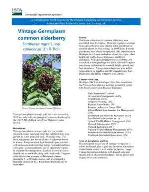 Vintage Germplasm Common Elderberry, Sambucus Nigra L. Ssp
