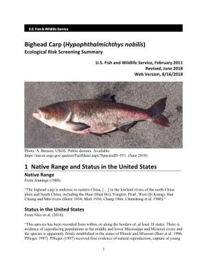 Carp, Bighead (Hypophthalmichthys Nobilis)
