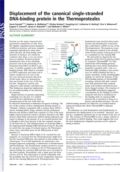 Displacement of the Canonical Single-Stranded DNA-Binding Protein in the Thermoproteales