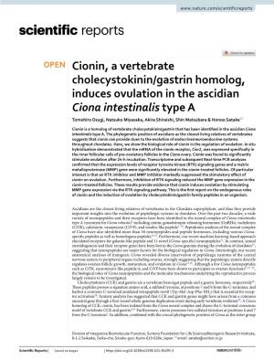 Cionin, a Vertebrate Cholecystokinin/Gastrin