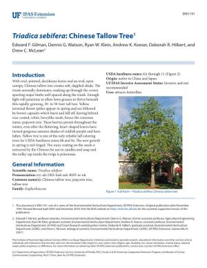 Triadica Sebifera: Chinese Tallow Tree1 Edward F