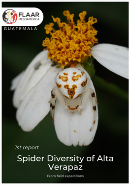 Spider Diversity of Alta Verapaz from Field Expeditions Spider Diversity of Alta Verapaz 1St Report