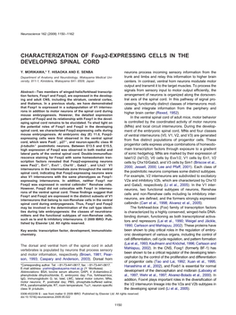 CHARACTERIZATION of Foxp2-EXPRESSING CELLS in the DEVELOPING SPINAL CORD