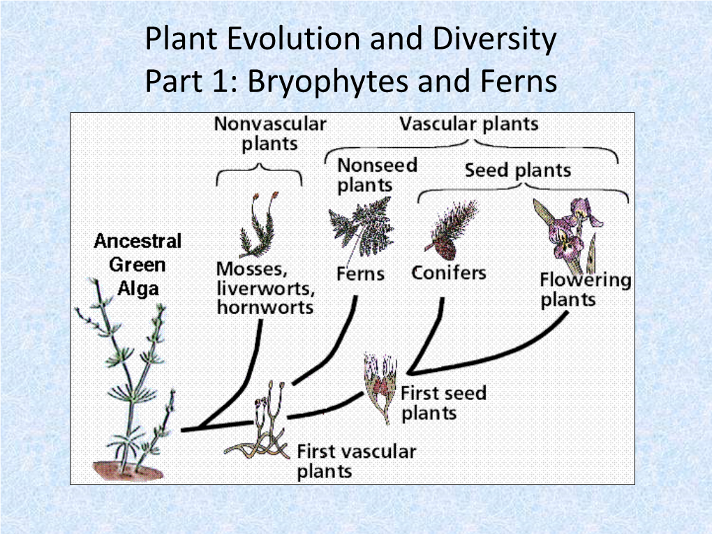 Plant Evolution and Diversity Part 1: Bryophytes and Ferns the Three Domains • Plant-Like Protists Are Autotrophs – They Contain Chloroplasts and Make Their Own Food