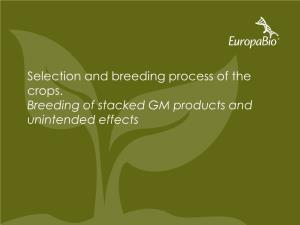 Selection and Breeding Process of the Crops. Breeding of Stacked GM Products and Unintended Effects Critical Steps in Plant Transformation