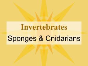 Invertebrates Sponges & Cnidarians Sponges
