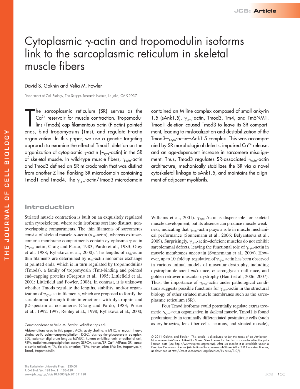 Actin and Tropomodulin Isoforms Link to the Sarcoplasmic Reticulum in Skeletal Muscle Fibers