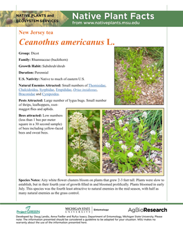 New Jersey Tea Ceanothus Americanus L