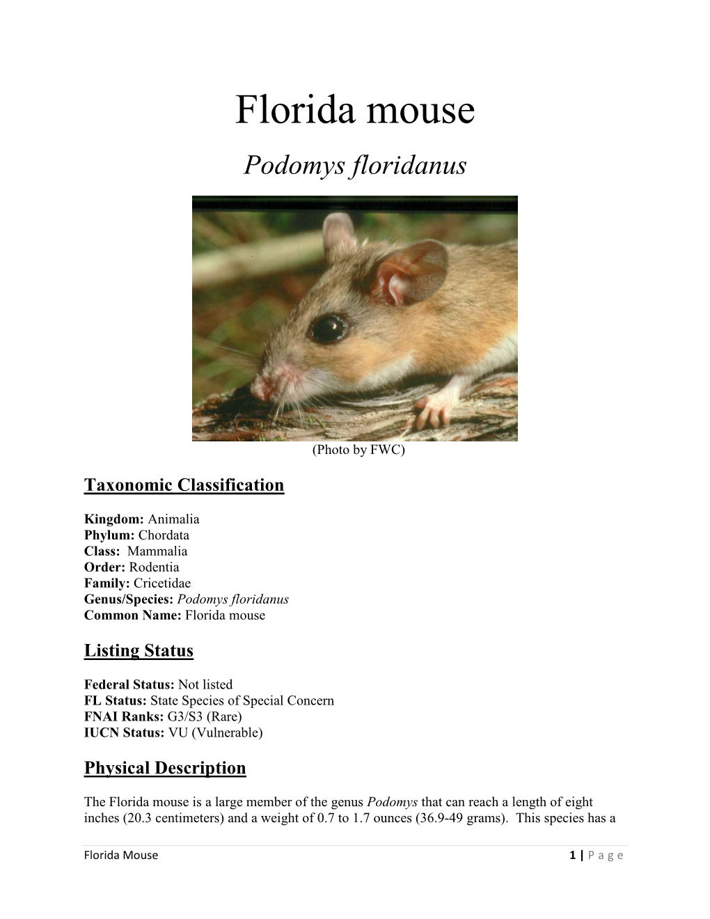 Florida Mouse