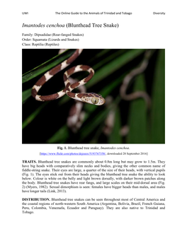 Imantodes Cenchoa (Blunthead Tree Snake)