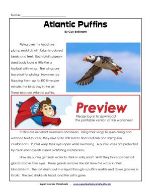 Atlantic Puffins by Guy Belleranti