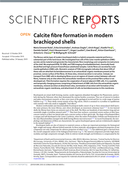 Calcite Fibre Formation in Modern Brachiopod Shells