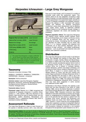 Herpestes Ichneumon – Large Grey Mongoose