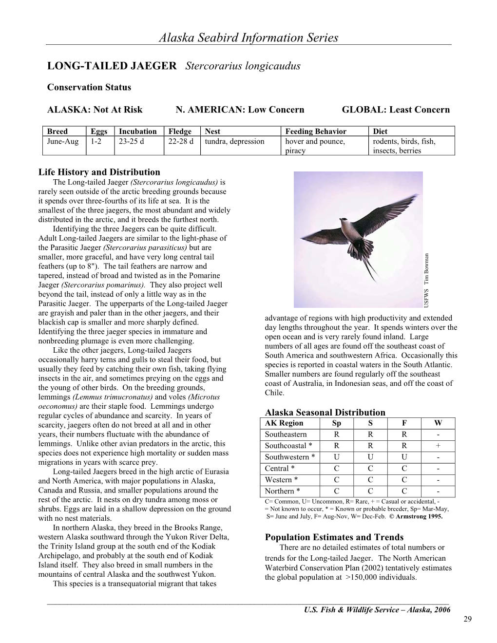 LONG-TAILED JAEGER Stercorarius Longicaudus