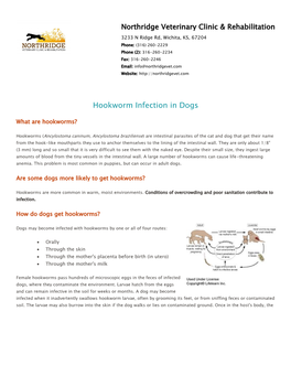 Hookworm Infection in Dogs