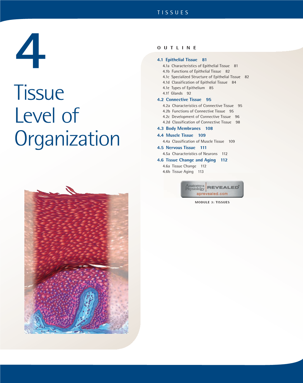 Tissue Level of Organization 81