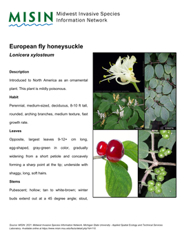 European Fly Honeysuckle Lonicera Xylosteum