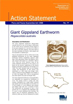 Giant Gippsland Earthworm Megascolides Australis