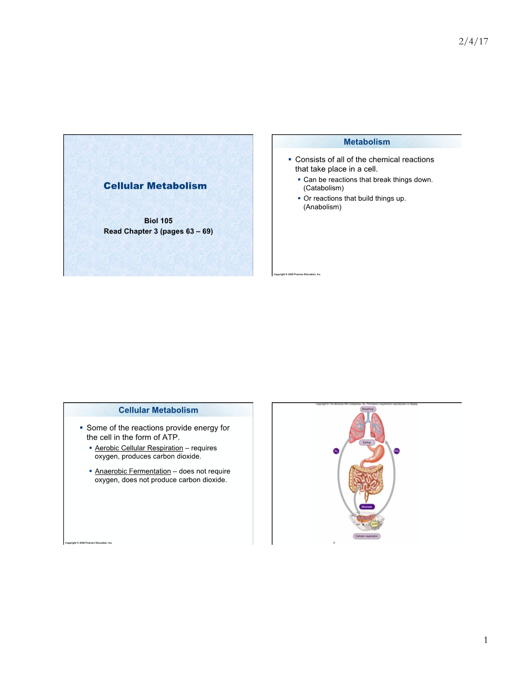 Cellular Respiration – Requires Oxygen, Produces Carbon Dioxide