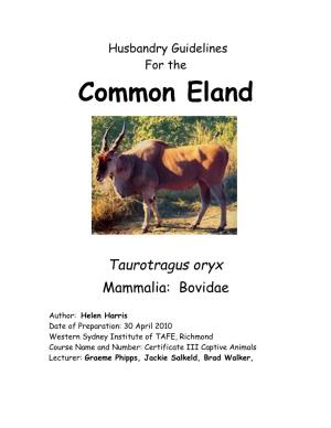 Common Eland (Taurotragus Oryx)