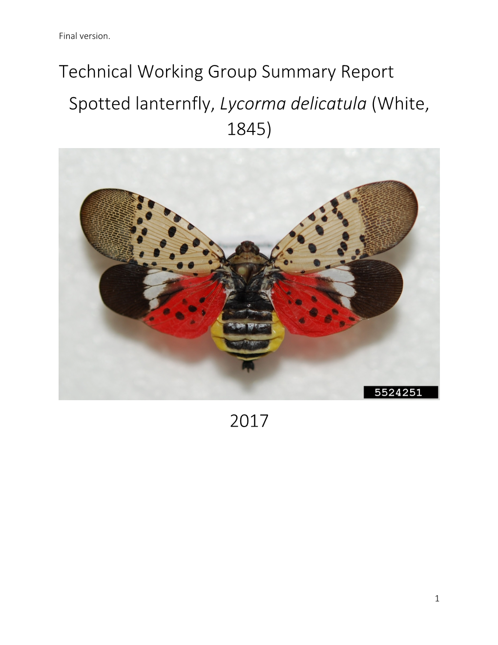Spotted Lanternfly, Lycorma Delicatula (White, 1845)