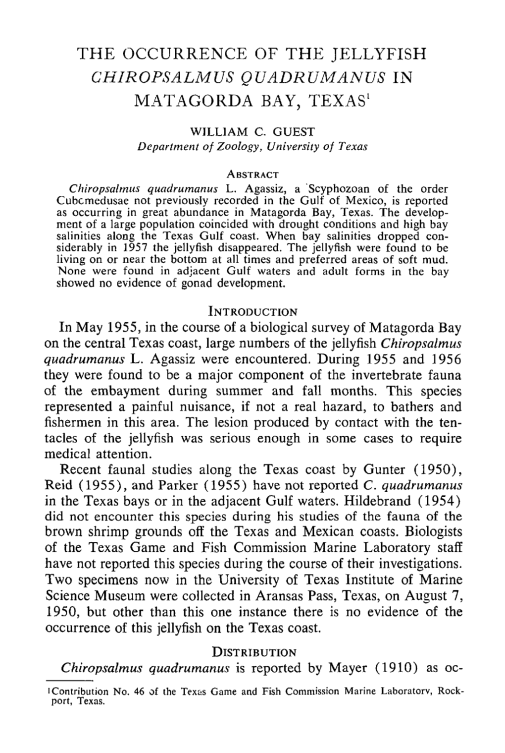 &lt;I&gt;Chiropsalmus Quadrumanus&lt;/I&gt; in Matagorda Bay, Texas