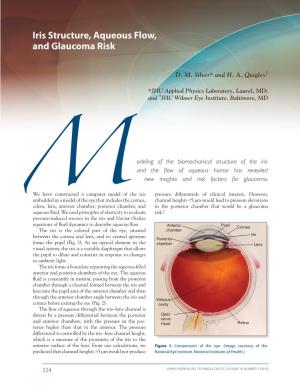 Iris Structure, Aqueous Flow, and Glaucoma Risk