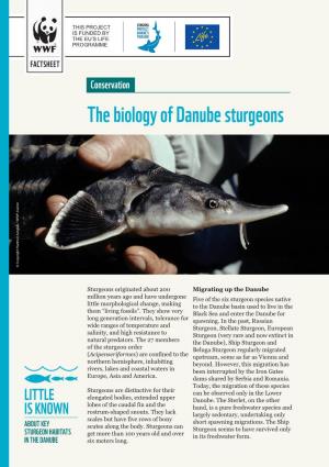 The Biology of Danube Sturgeons © Copyright Hartmut Jungius / WWF-Canon