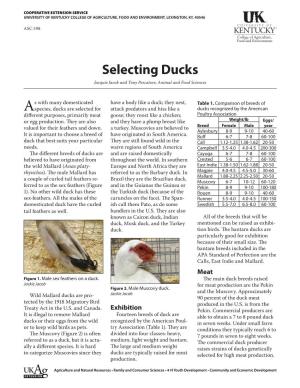 Selecting Ducks Jacquie Jacob and Tony Pescatore, Animal and Food Sciences