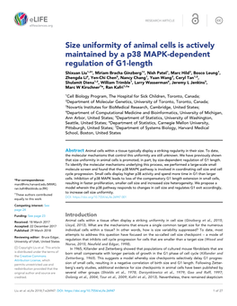 Size Uniformity of Animal Cells Is Actively Maintained by a P38 MAPK