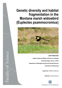 Genetic Diversity and Habitat Fragmentation in the Montane Marsh Widowbird (Euplectes Psammocromius)