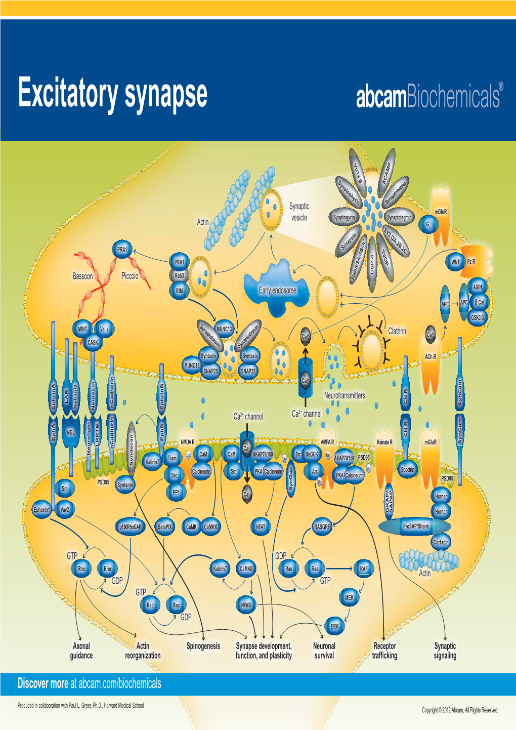 Excitatory Synapse