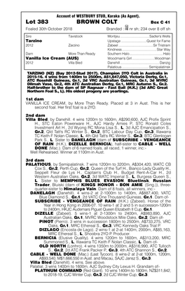 Lot 383 BROWN COLT Box C 41 Foaled 30Th October 2018 Branded : Nr Sh; 234 Over 8 Off Sh