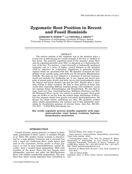 Zygomatic Root Position in Recent and Fossil Hominids