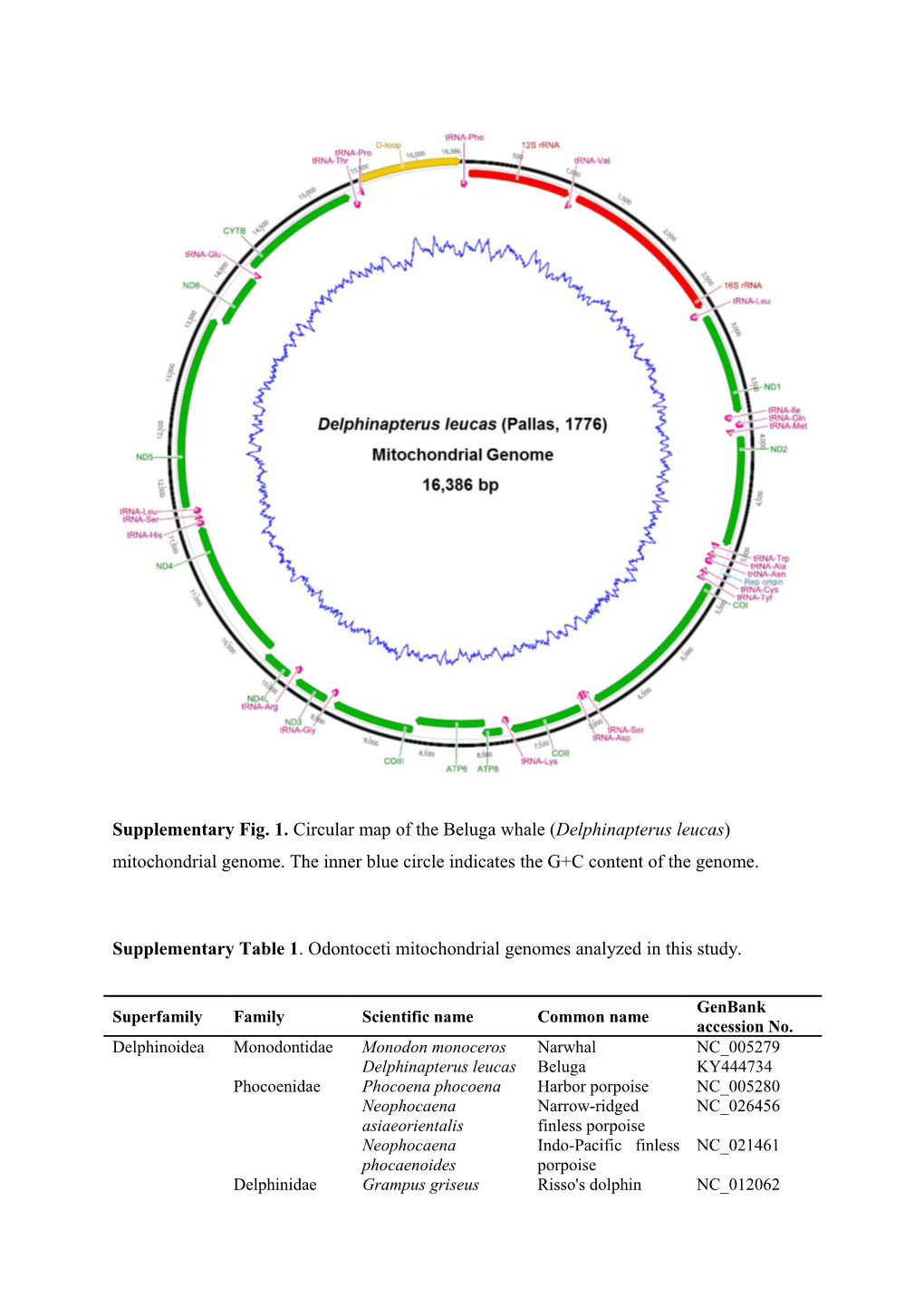 Supplementary Table 1 . Odontoceti Mitochondrial Genomes Analyzed in This Study