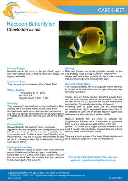 Raccoon Butterflyfish Chaetodon Lunula