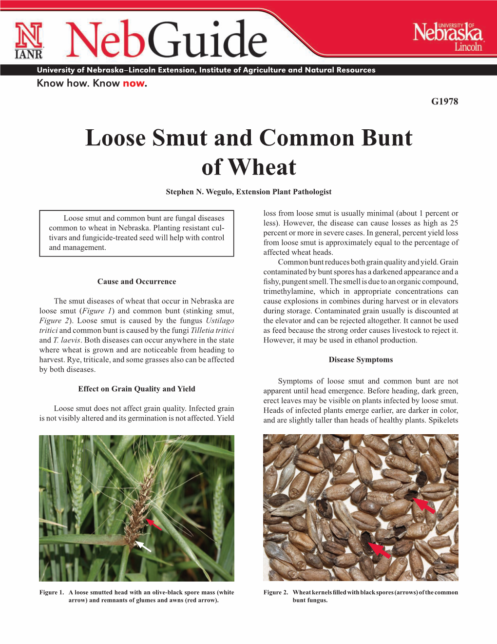 Loose Smut and Common Bunt of Wheat Stephen N
