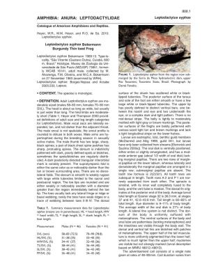 ANURA: LEPTODACTYLIDAE Leptodactylus Syphax