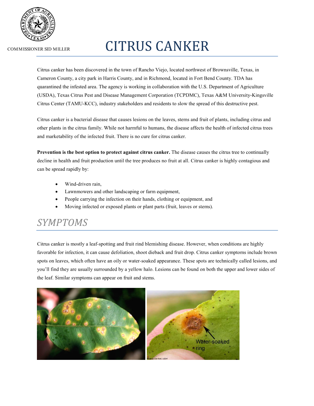 Citrus Canker