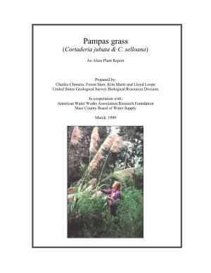 Pampas Grass (Cortaderia Jubata & C