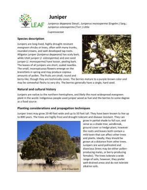 Juniper Juniperus Deppeana Steud.; Juniperus Monosperma (Engelm.) Sarg.; Juniperus Osteosperma (Torr.) Little Cupressaceae