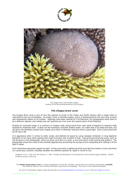The Chagos Brain Coral Ctenella Chagius Fending Off the Fast Growing Branching Coral Acropora