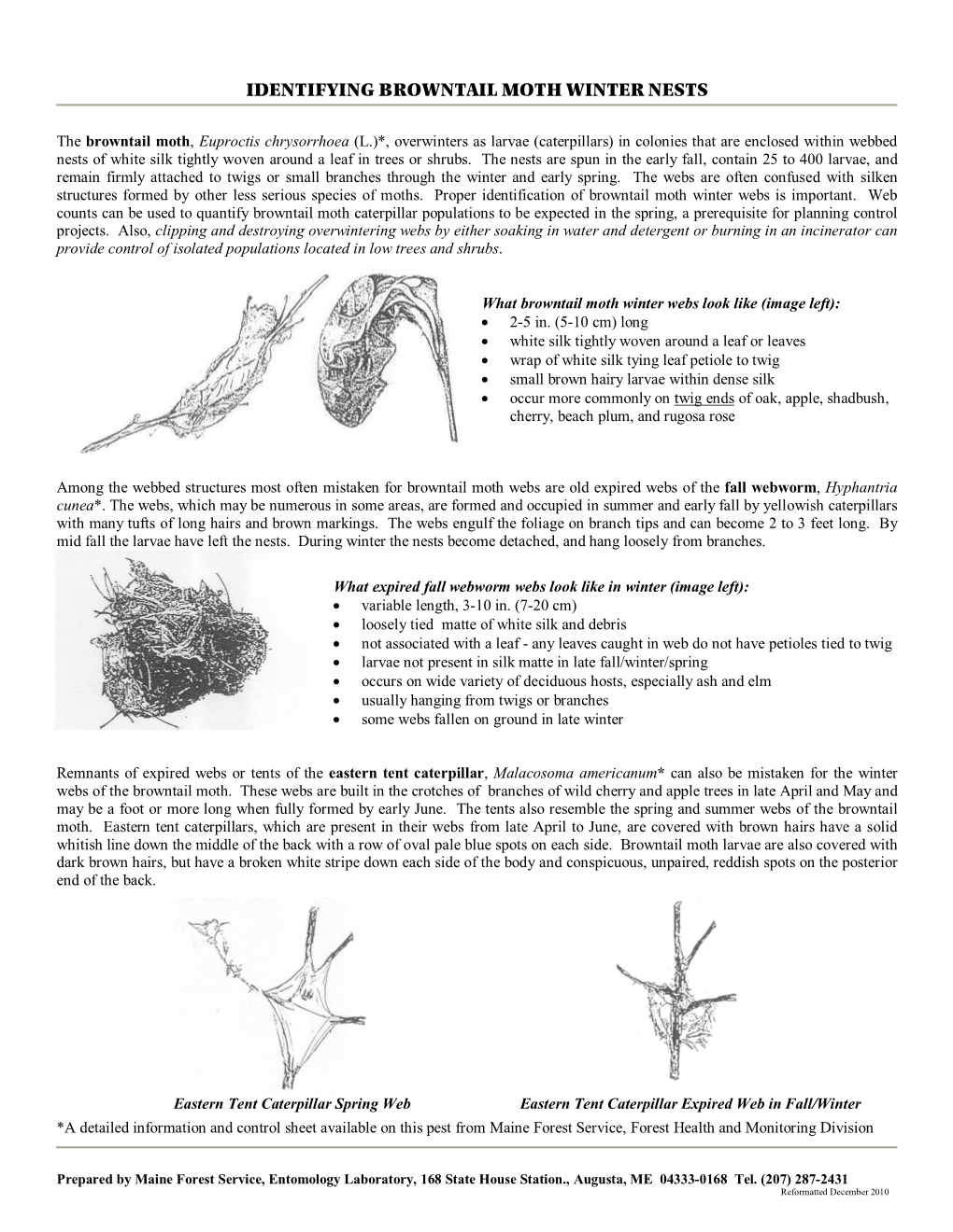 Identifying Browntail Moth Winter Nests