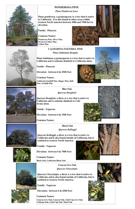 Trees-Shrubs.Pdf