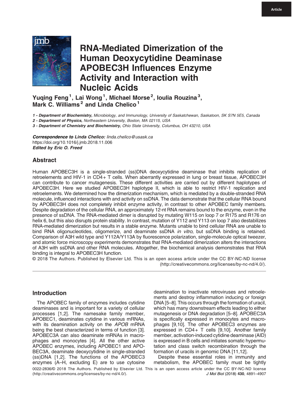 RNA-Mediated Dimerization of the Human Deoxycytidine Deaminase