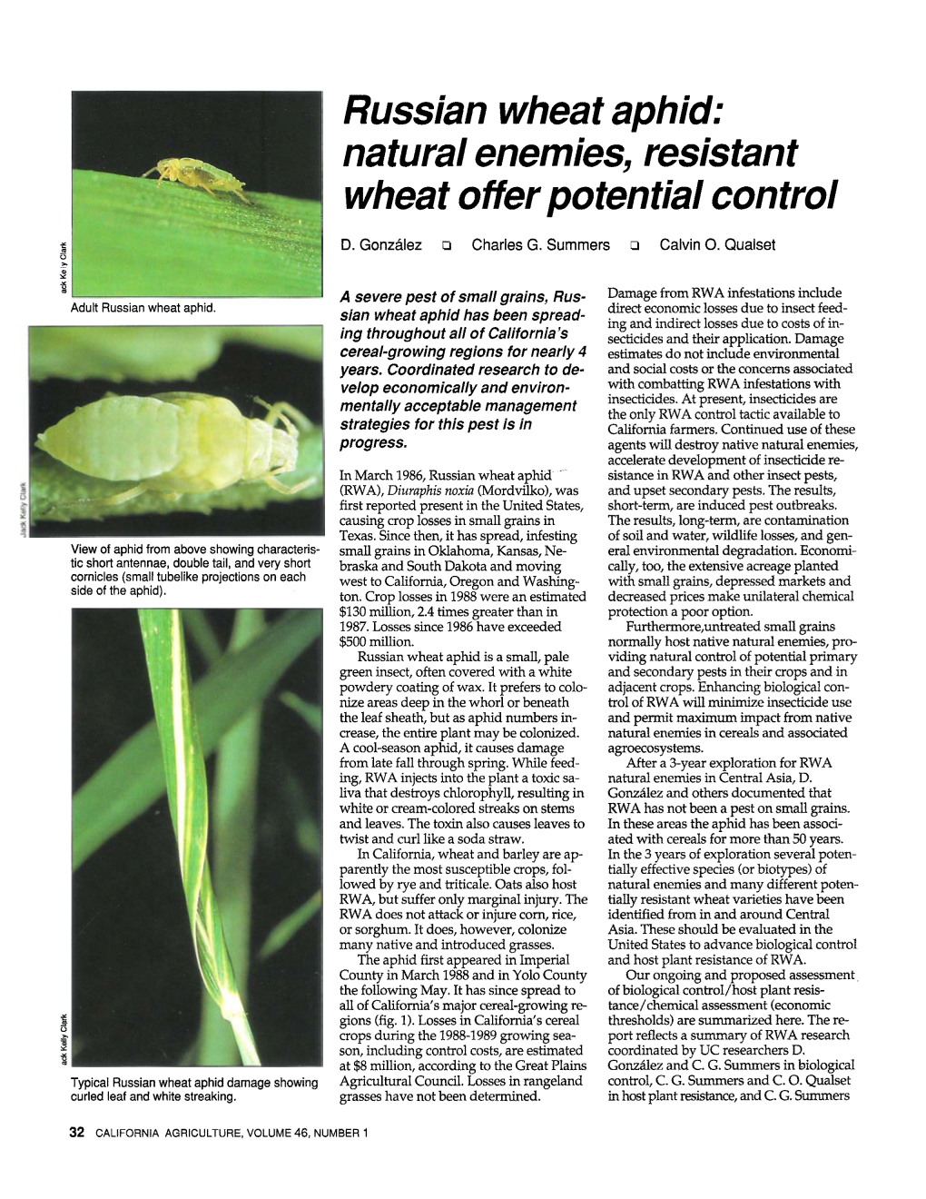 Russian Wheat Aphid: Natural Enemies, Resistant Wheat Offer Potential Control Rz D