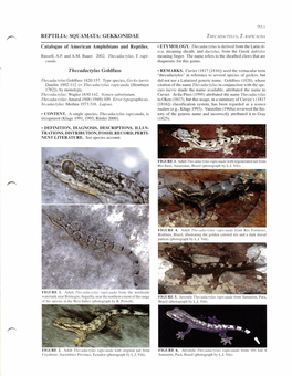 REPTILIA: SQUAMATA: GEKKONIDAE Thecadactylus Goldfuss I