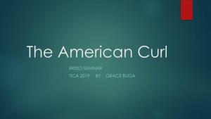 The American Curl