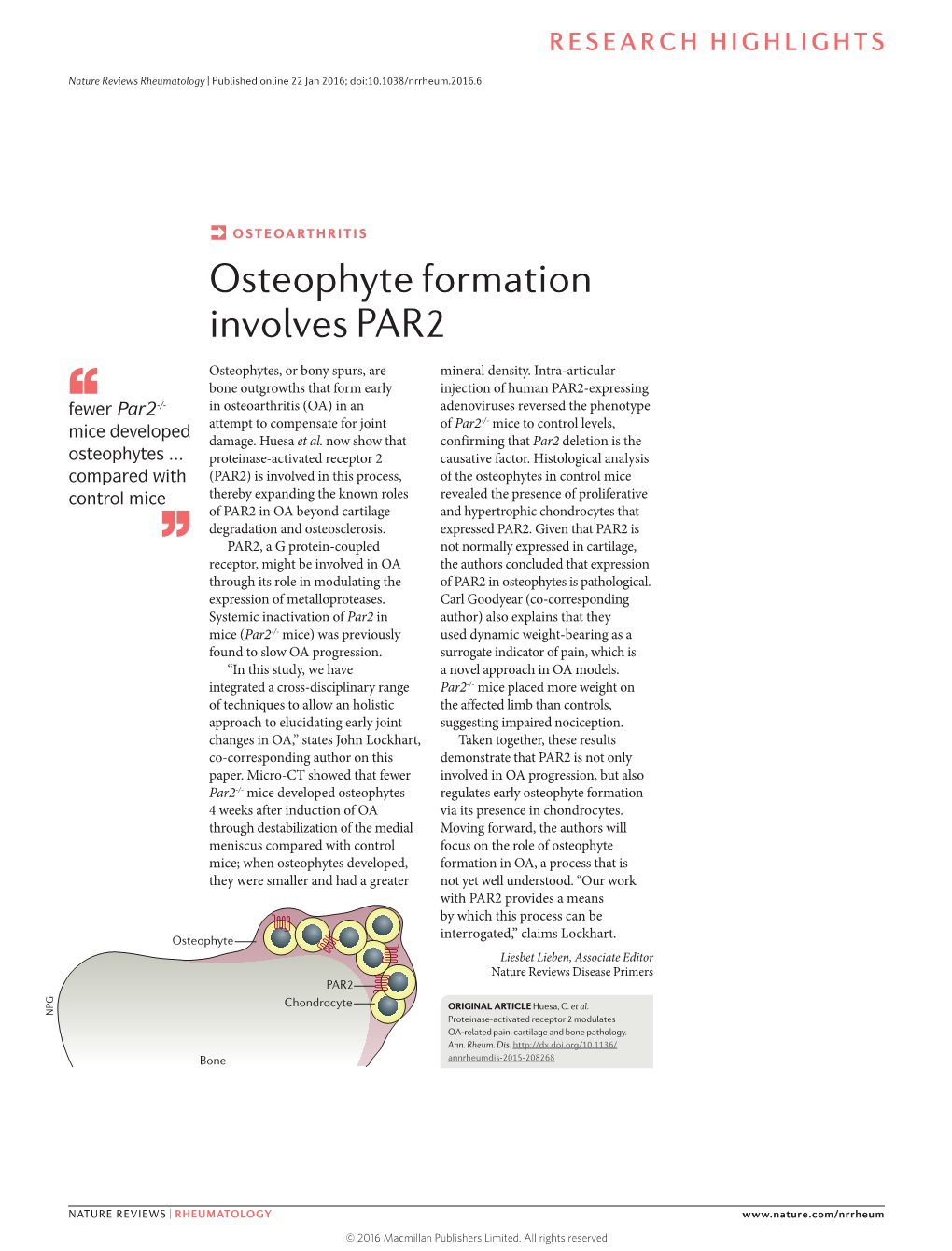 Osteophyte Formation Involves PAR2